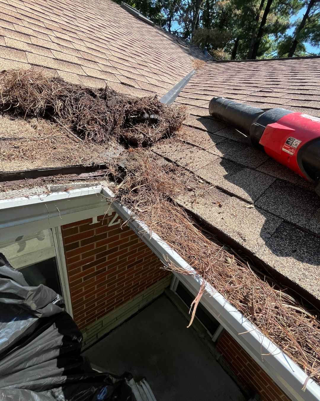 Pine needles and debris clogging the roof edge and gutters before cleaning in Ancaster, Hamilton