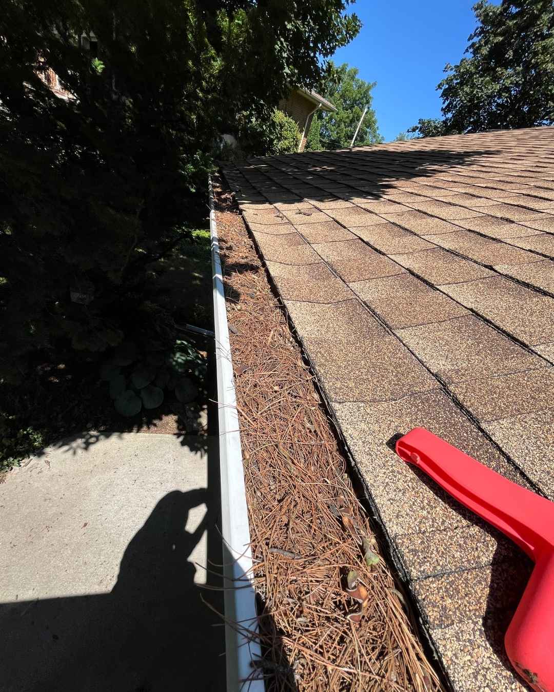 Gutter packed with pine needles and leaf debris before cleaning in Ancaster, Hamilton