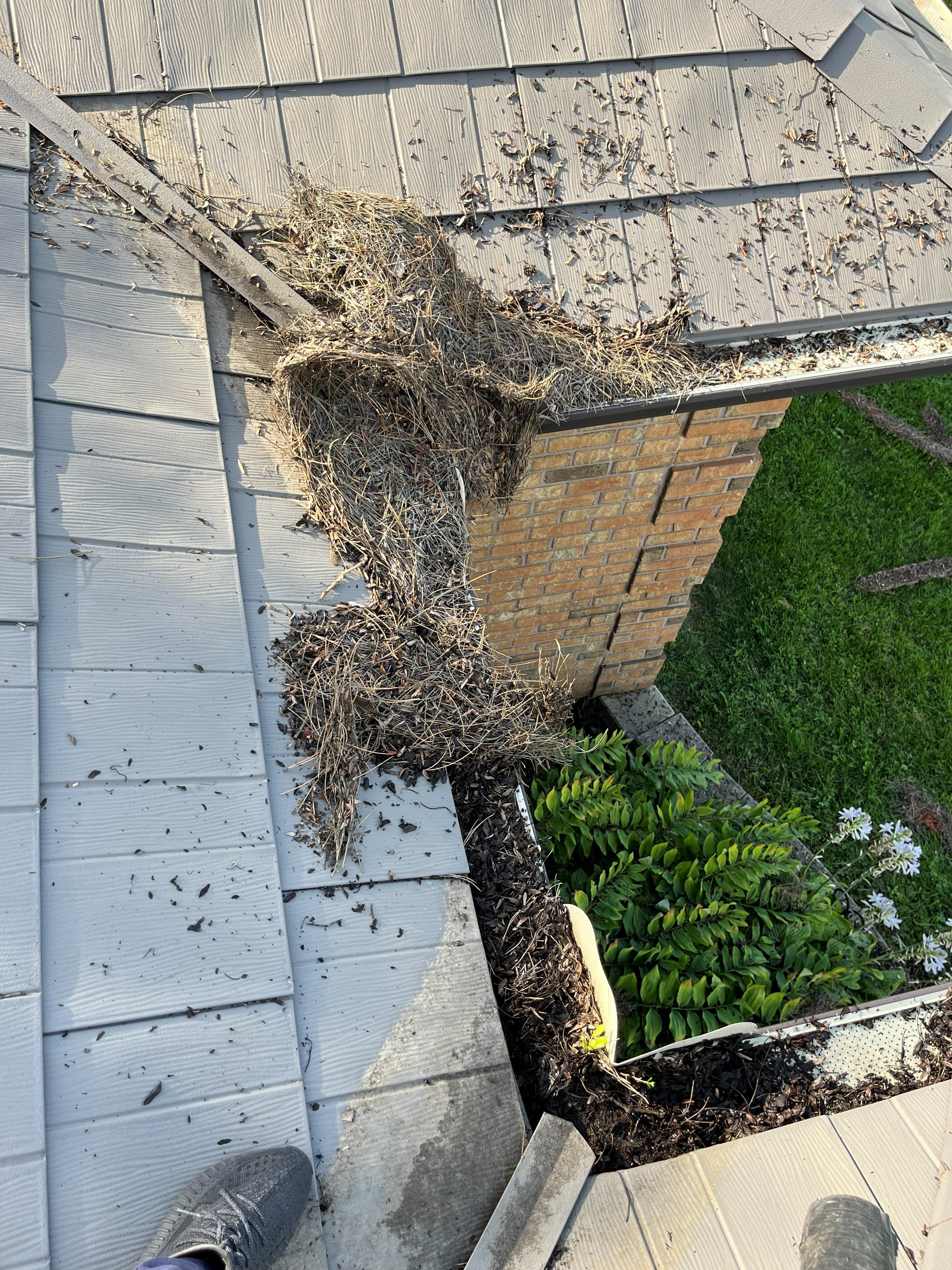 Overflowing gutter packed with debris before cleaning in Stoney Creek